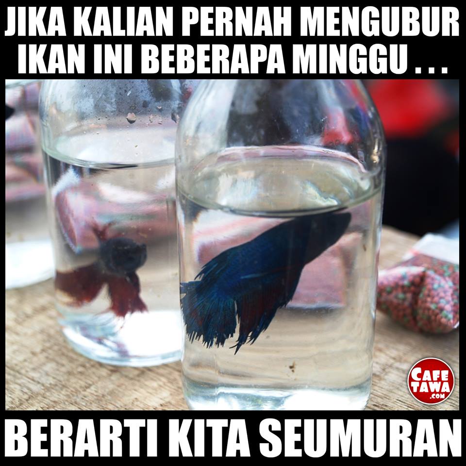 Cafe Tawa Meme Ikan Cupang
