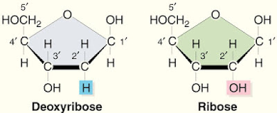 Structure of ribose and deoxyribose