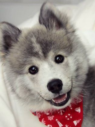 cute puppy