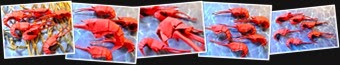 View origami Krill