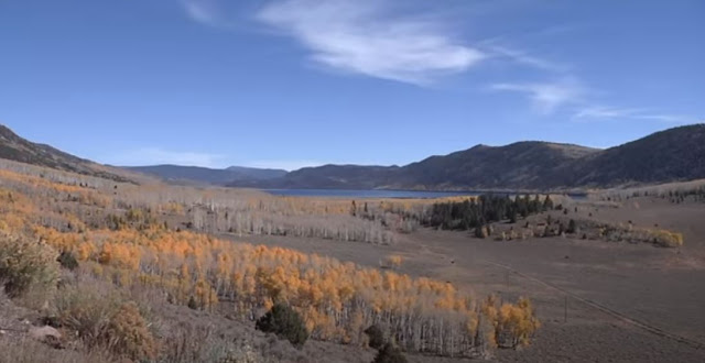 Pango, un bosquet d'arbres fait d'un seul organisme vivant