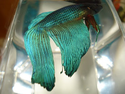 betta splenden