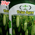 Benih Mentimun Putih Unggul ELIZ-22 Produk Trias Agro Seed