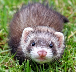 Cara Memelihara Ferret