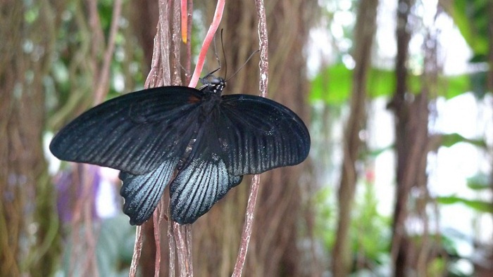 butterfly-exhibition7