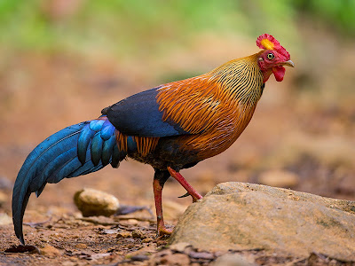 ayam hutan srilangka