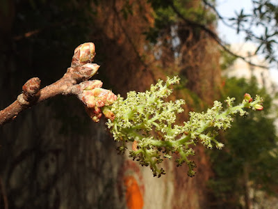 黃連木的雄花