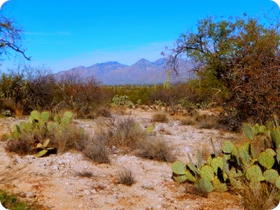 Saguaro National Park