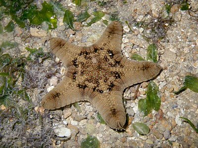 Biscuit Sea Star (Gonodiscaster scaber)