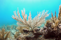 Ocean warming fuels hurricanes and sea level rise and also affects sea life, sending fish populations migrating to cooler water and causing coral bleaching. (Credit: Kelsey Roberts/USGS) Click to Enlarge.