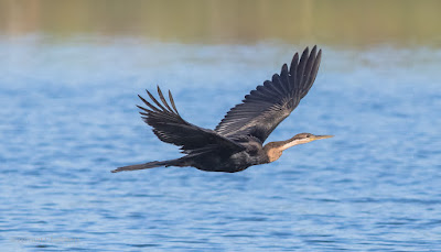 Darter in Flight - Woodbridge Island, Cape Town