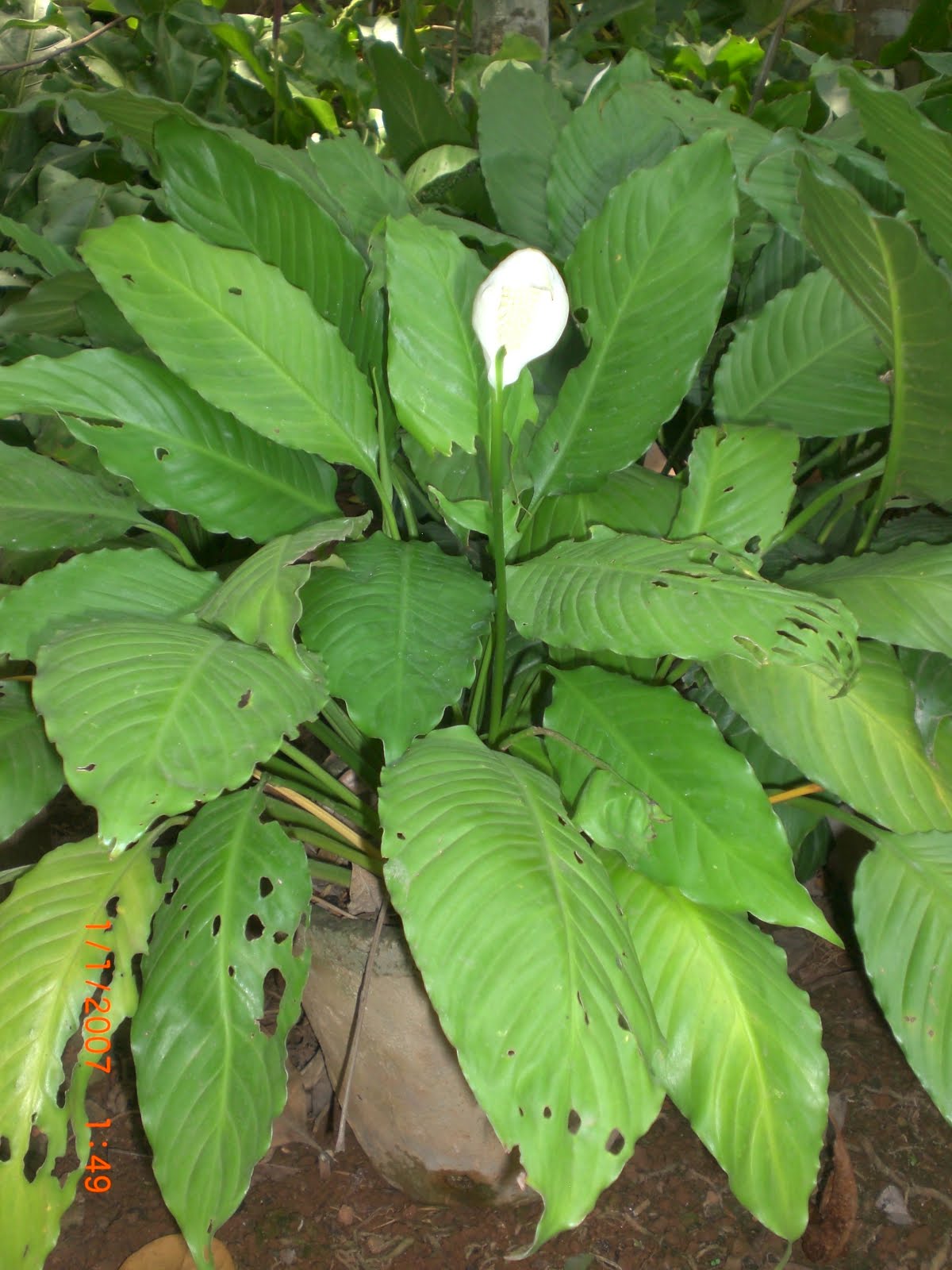 Crotons World: Spathiphyllum - Buy Plants in Chennai - India