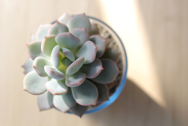 たにことたにく 多肉植物 エイグリーワン グラプトベリア ガラスの鉢の画像