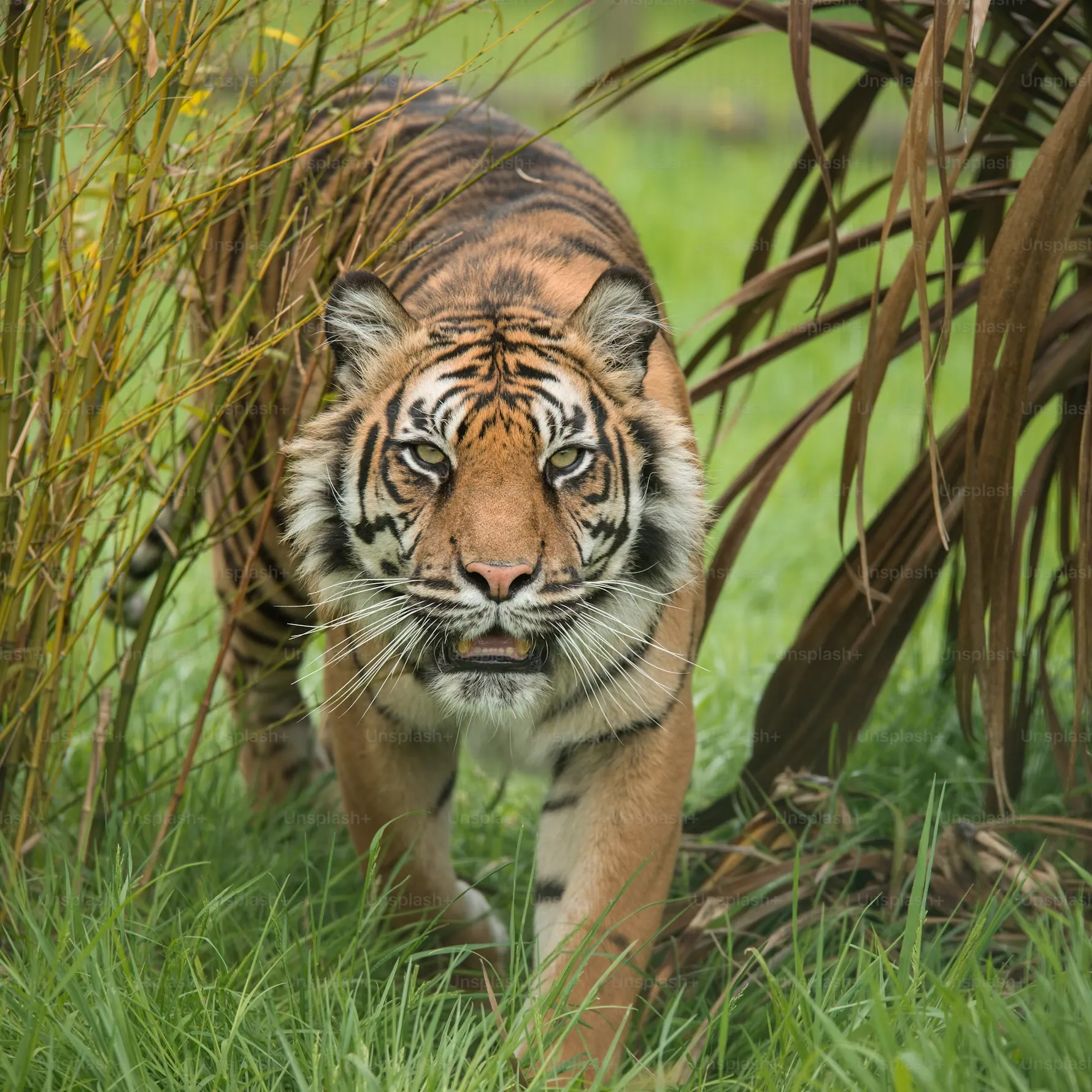 bengal tiger in Sundarbans