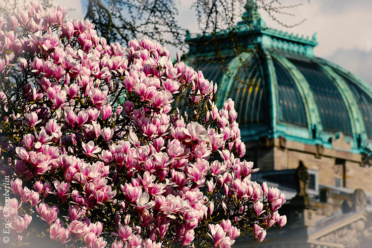 Magnolias Place de la République - Strasbourg