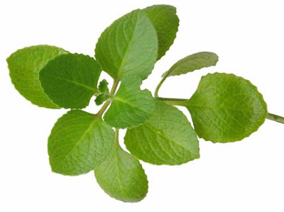 Oregano Health Benefits