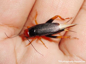 Red-headed Cricket