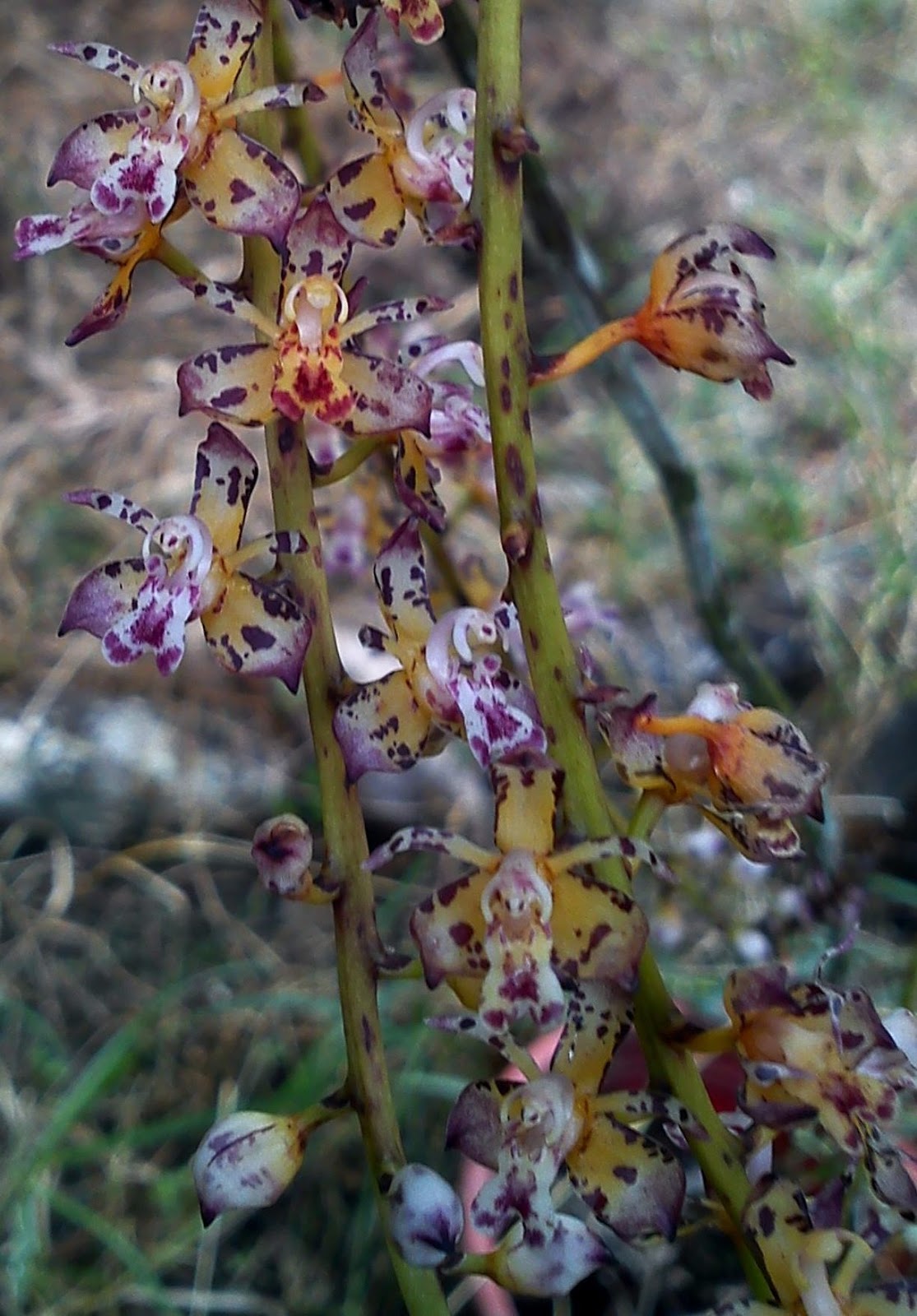 MillFa Wild Orchid: Thecostele alata