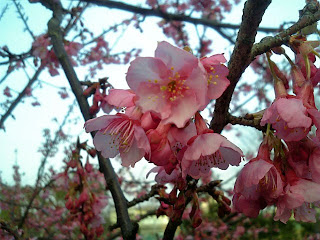 cherry blossoms in winter