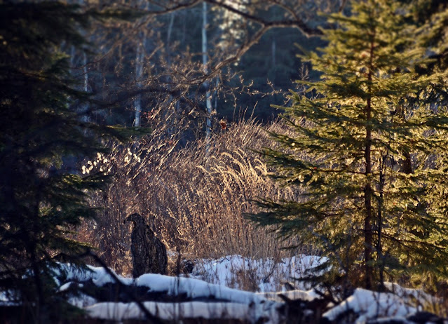 valravn, mythical creatures, cynogriffin, chamrosh, boreal forest, Alberta, animist, cohanmagazine.blogspot.com