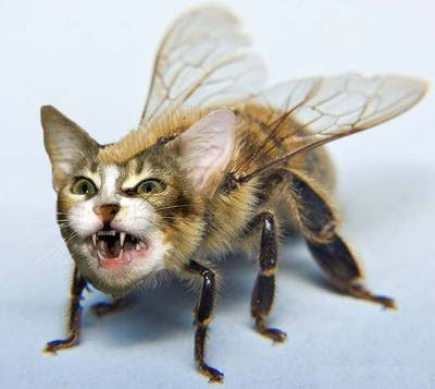 Bee Cat