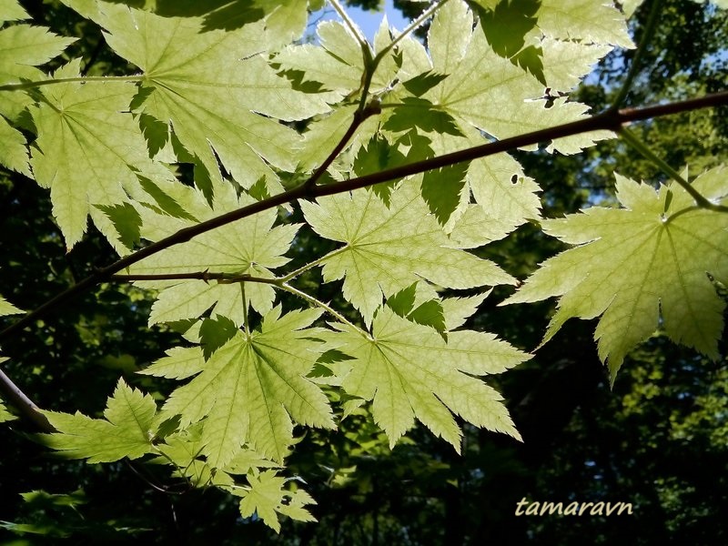 Клён ложнозибольдов (Acer pseudosieboldianum)