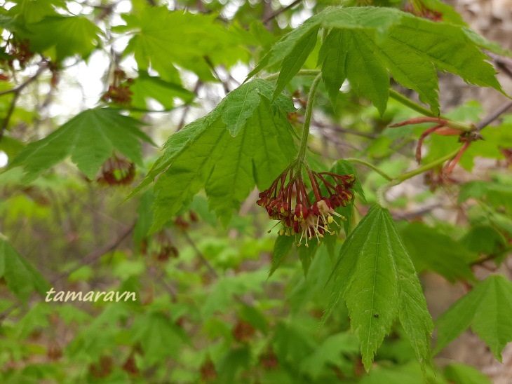 Клён ложнозибольдов (Acer pseudosieboldianum)