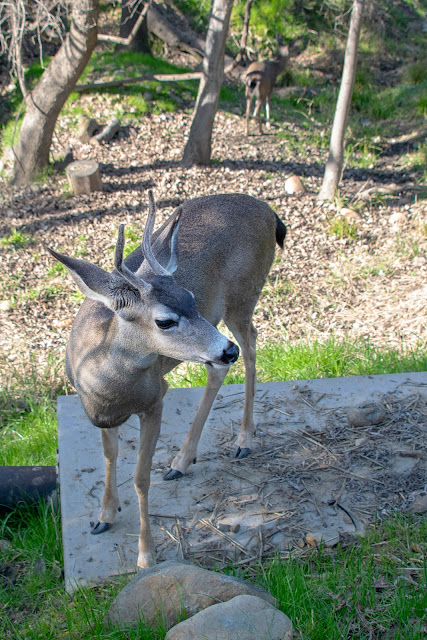 Animal Rescue conservation Folsom California Fur Zoo deer antlers nature wildlife