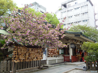 拝殿と桜