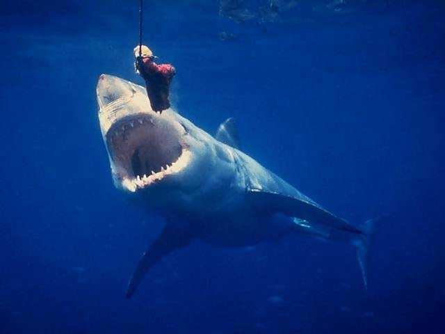 great white shark blueback