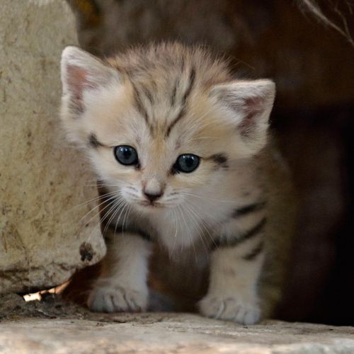 Rare Sand Kitten Birth Gives Hope for Conservation Seen On www.dil-ki-dunya.tk