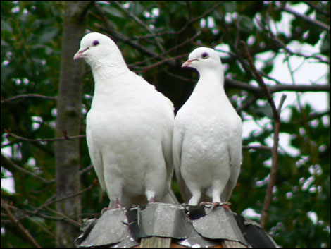 Cute Pure White Dove Seen On www.coolpicturegallery.us