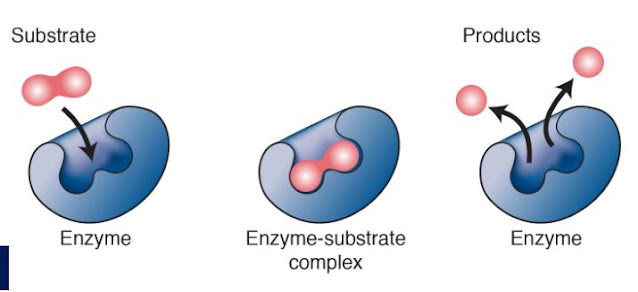 एन्जाइम क्या होते हैं गुण कार्य प्रणाली | Enzymes GK in Hindi