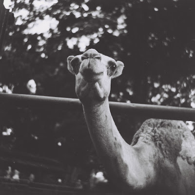 a camel in bandung zoo with lubitel 166 u and fuji neopan across 160