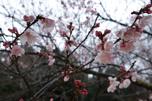 鳥取県西伯郡南部町鶴田 とっとり花回廊 桜の広場 十月桜