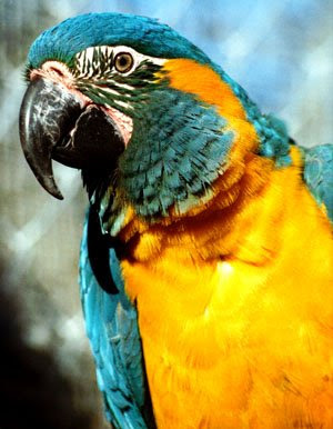 Blue throated macaw Bird Photo