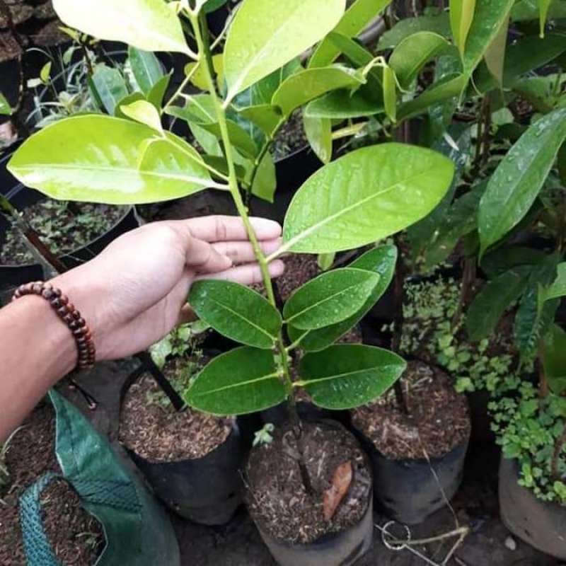 pohon sawo black sapote murah Kupang