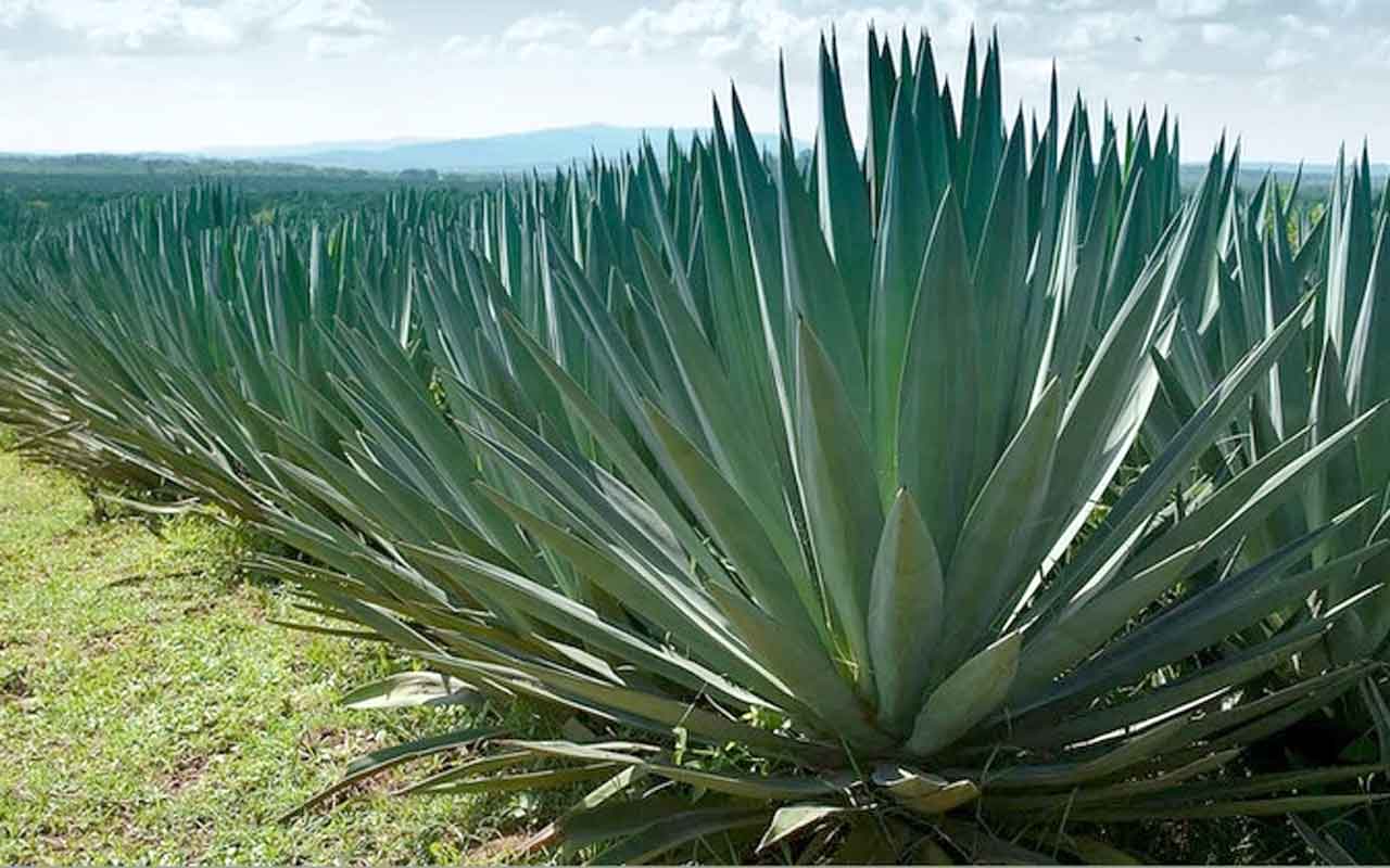 Dunia Butuh Serat Sisal dari Tanaman Agave