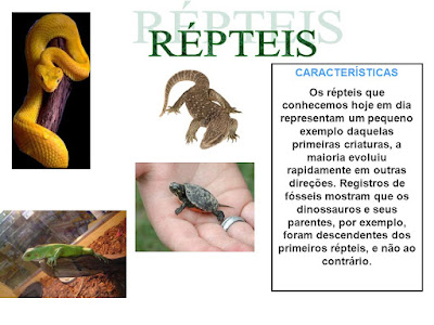 filo cordados: répteis