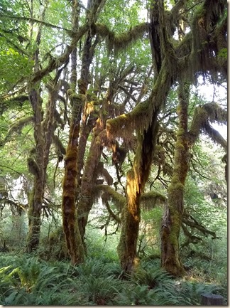 8-22 Hoh Rain Forest 9