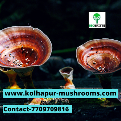 Buy Mushrooms Online