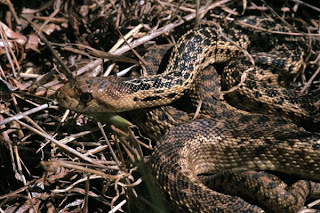 Gopher Snakes Coastal Dunes and Coniferous Forests