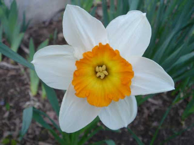 The Daffodil