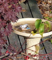 bluebird taking a bath