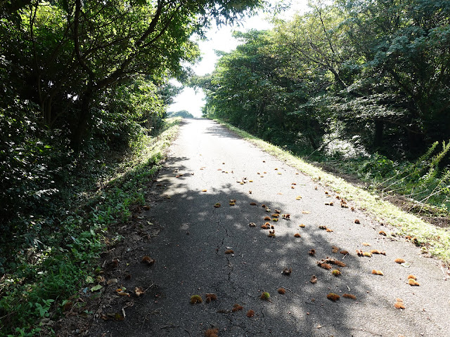 むきばんだ史跡公園の遺構展示館の裏の道