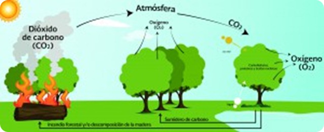 dioxido-de-carbono-plantas