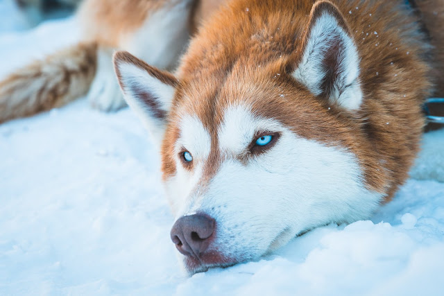 Husky Dog Photos and Wallpaper in HD