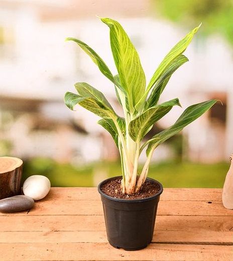 aglaonema king