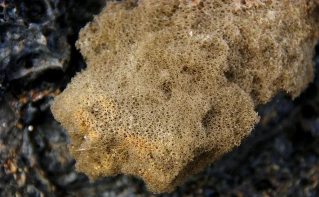 Reticulite rock specimen, with its characteristic white and brown coloration