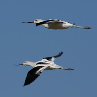 American avocets, winter plumage Palo Alto Baylands Nature Preserve Photo by David Baron